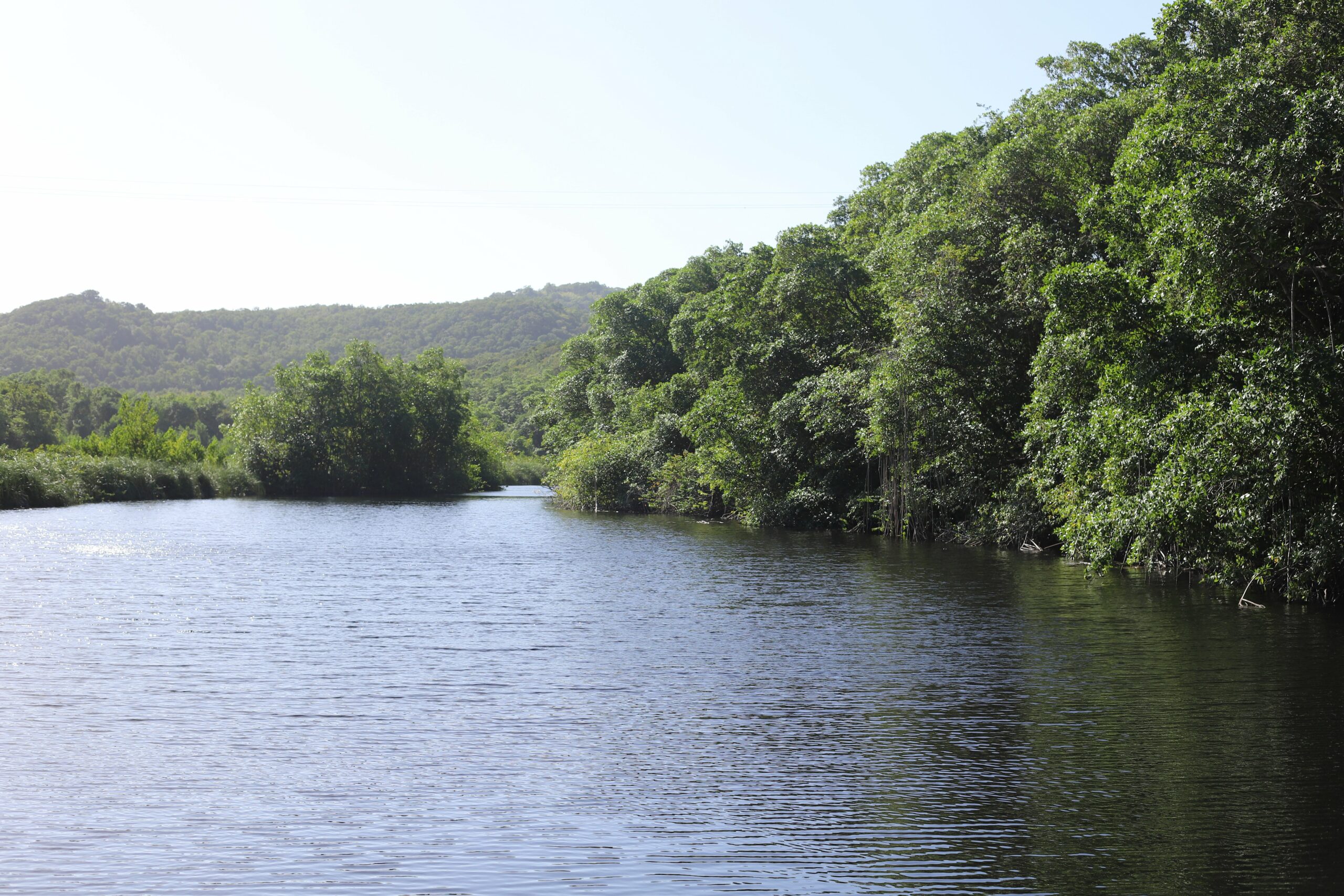 La mangrove de la rivière de Vieux-Fort à Saint-Louis de Marie-Galante