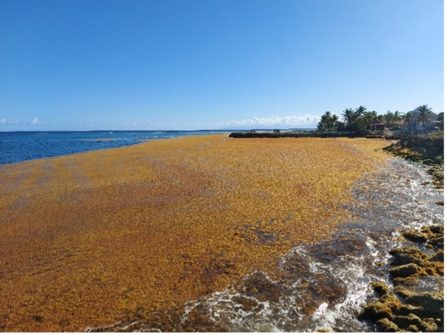Échouements de sargasses au bourg de Capesterre