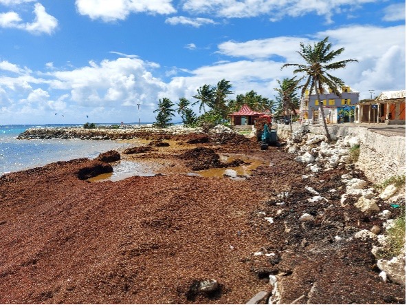 Échouements de sargasses à Capesterre le 1er février 2023