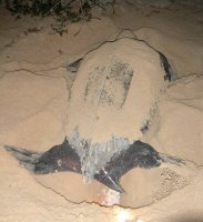 Tortue marine en train de pondre sur la plage de Marie-Galante