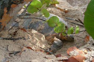 Tortue imbriquée sur la plage de Marie-Galante